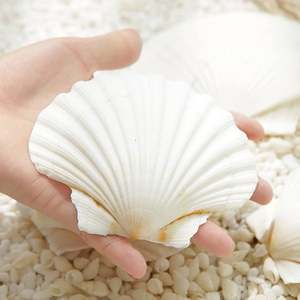 Exquisita belleza natural de conchas marinas para decoración global | Pedido a granel de Vietnam - Product Image 5