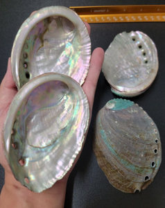 DECORATION GIFTS READY SHIP ORGANIC MATERIAL SEASHELL <b>ABALONE</b> CARVED LARGE QUANTITY RAINBOW LIGHT SAGE SMUDGING ANIMAL THEME - Product Image 4