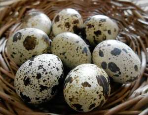 Huevos de codorniz pelados para sopa, Ms Sophie, gran calidad, venta al por mayor - Product Image 3