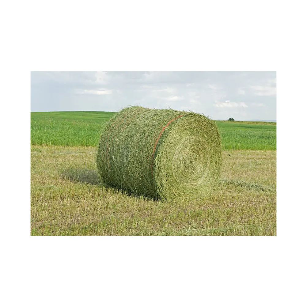 Alfalfa Hay alat makan hewan Alfalfa/alfalfa pelet jerami Timothy hay/Alfafa di Bales