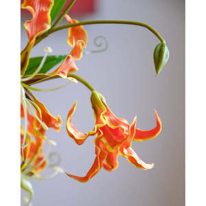 ดอกไม้ประดิษฐ์-ลิลลี่เปลวไฟ (สูง) - Product Image 4