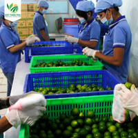 VIET THIEN PHU VTP/OL-28 Top vente de citron vert frais sans graine naturelle 100% du Viet Nam contacter au + 84 366 381 295