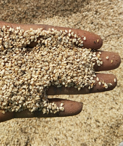 Graines de sésame blanches séchées en gros, graines de sésame biologiques, prix du sésame par tonne - Product Image 5
