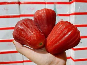 Pomme de cire séchée douce de qualité supérieure, Vietnam, collation de fruits tropicaux naturels, exportation - Product Image 5