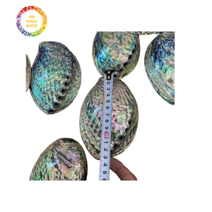 เปลือกหอยเป๋าฮื้อเปลือกหอยเคลือบเงาสีสันสดใสสำหรับฝังเครื่องประดับ - Product Image 6