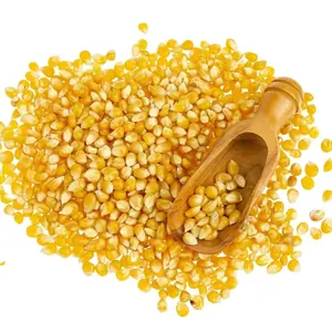 비 GMO 노란 옥수수 옥수수 유럽 판매