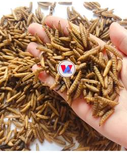 Gusanos de harina secos de alta proteína para aves y reptiles Suministro al por mayor/Katty - Product Image 1