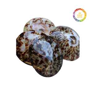 Fourniture en vrac de coquilles de patelle à faible coût pour la fabrication de bijoux et la décoration de la maison avec exportation de qualité supérieure assurée - Product Image 2