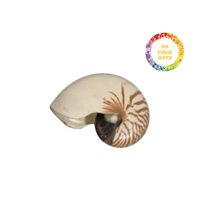 Conchas marinas naturales Nautilus de alto grado pulidas y abulón natural para interiores abulón natural pulido de gran tamaño para el hogar - Product Image 4