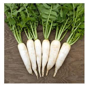 Best Quality Hot Sale Price Fresh Vegetables Radish - Product Image 2
