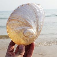 Nacre coquillages blancs polis coquillage d'ormeau naturel océan coquillages nacrés vente en gros
