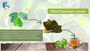 Premium Sousop Graviola Leaves <b>Tea</b> Organic Non-Sugar 25 <b>Tea</b> Bags/<b>Box</b> Natural Bulk Export Vacuum Packaging Private Label Made - Product Image 3