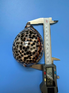 Conchas marinas de cauri de tigre natural de Vietnam para decoración temática de playa, artesanía de joyería y fines de exhibición de Resort - Product Image 2