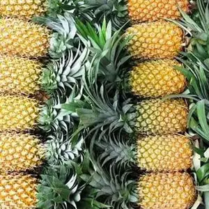 Premium Quality Fresh Pineapple Price Fruit Top grade Consuming 80 percent Maturity Cold room Box packing from