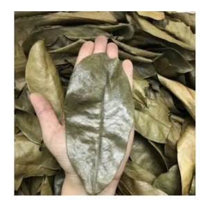 Dried Soursop Leaves Available In Large Quantity Vietnam Dried Soursop Leaves For Brewing - Product Image 2