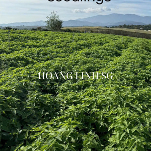 Catnip Powder Fresh <b>Dried</b> Herb Raw Ad-<b>Dried</b> Cat <b>Grass</b> Leaves Broken Catnip for Cats From VIETNAM HOANG LINH SG - Product Image 6