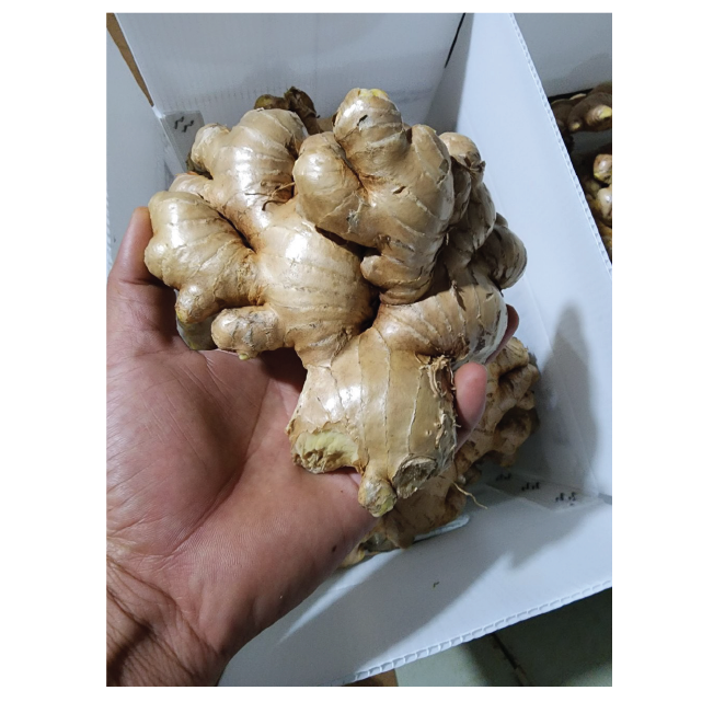 Свежие продукты имбиря для оптовой продажи от Viet Nam