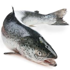 Salmón Chum Congelado de Alta Calidad, Salmón Entero |   Proceso BQF, Envasado al Vacío, Orgánico y Bajo en Grasa, de Primera Calidad - Product Image 5