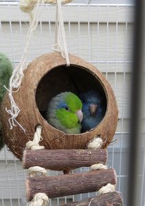 Nhà chim vỏ dừa Chất lượng cao cho chim thú cưng và trang trí ngoài trời - Product Image 4