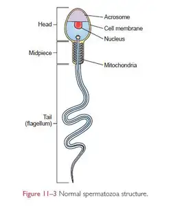 Модель сперматозоидов показывает детальную структуру человеческого сперматоида, который может быть разделен на две половинки