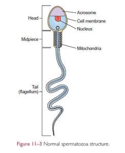 Le modèle de spermatose représente la structure détaillée d'une cellule de sperme humain qui peut être divisée en deux moitiés - Product Image 1