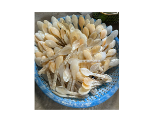 ช้อนตักหอยมุกธรรมชาติช้อนสำหรับไข่ปลาคาเวียร์เกลือเครื่องเทศเป็นมิตรกับสิ่งแวดล้อม - Product Image 1