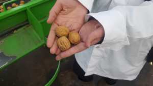 Collation fraîche et savoureuse Noyaux de noix séchées avec coquille Aliment de qualité brute Demi-motif Emballage en vrac - Product Image 3