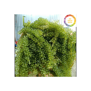 Raisins de mer frais et prêts Garniture végétalienne idéale pour sushi, salade et fruits de mer - Product Image 2