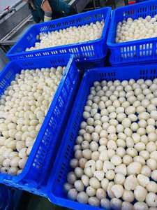 Vải Thiều đông lạnh tươi | công nghệ iqf | Thời hạn sử dụng dài - Product Image 6