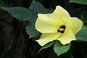 โรงงานผู้ผลิตขายส่งแอมเบรตอะเบสเซิล 100% บริสุทธิ์และเป็นธรรมชาติ คุณภาพพรีเมียม ราคาไม่แพง จากอินเดีย - Product Image 3