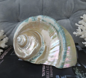 Turbo Seashell Grand décoratif pour l'artisanat Fabrication de bijoux Ajoute un charme exotique de l'océan côtier - Product Image 2
