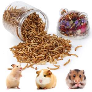 CATERPILLARS SÉCHÉES DE QUALITÉ SUPÉRIEURE EXPORTATEUR EN VENTE EN GROS DU VIETNAM/Katty - Product Image 5