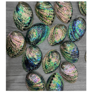 Coquille d'ormeau irisé naturel brut et unique, idéal pour l'artisanat créatif, la conception de bijoux et l'achat en gros au Vietnam - Product Image 4