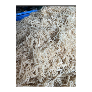 Musgo de mar irlandés seco Wildcrafted de alta calidad para ensalada Seamoss Algas marinas Eucheuma Cottonnii secas y limpias - Product Image 2