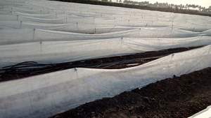 Gardening and Landscaping Agriculture Non Woven Fabric Extra Wide Air Permeable High Strength - Product Image 5