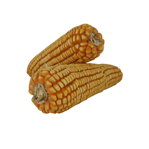 Maíz Amarillo Seco No Transgénico al por Mayor, No Glutinoso, para Alimentación Animal y Consumo Humano, Vida Útil de 24 Meses - Product Image 2