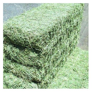 Groothandel Leverancier Van Natuurlijke Verse Alfalfa Hooi Gras Online - Product Image 3
