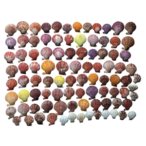 เปลือกหอยทะเลที่ได้รับการคัดสรรมาเป็นอย่างดีสำหรับการจัดสวนพิพิธภัณฑ์สัตว์น้ำและธรรมชาติ - Product Image 6