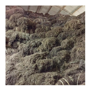 Gelée d'herbe noire du Vietnam-Gelée d'herbe noire en vrac avec goût frais de qualité supérieure pour les desserts et le marché des boissons - Product Image 3