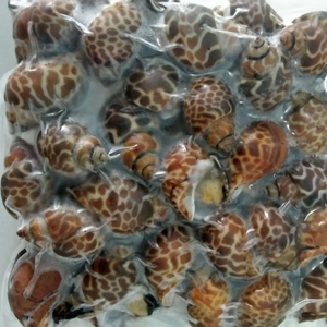 Escargots frais surgelés de haute qualité, 10 kg en vrac, exportés pour les distributeurs et les détaillants de produits de la mer dans le monde entier, origine Royaume-Uni - Product Image 6