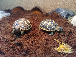 Cocopeat Biodegradable Ecológico 5KG Bloque Ideal para Ropa de Cama para Mascotas Hecho de Cocopeat Premium - Product Image 3