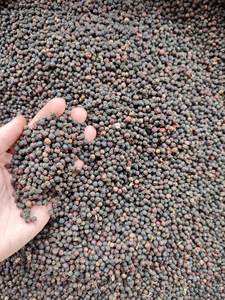 Poivre noir entier du Vietnam de qualité supérieure, traité à la vapeur propre, épice en vrac pour la transformation alimentaire, exportation - Mme Tarina - Product Image 2