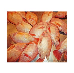 อาหารทะเลแช่แข็งคุณภาพสูง ปลาทิลาเปียแดงแช่แข็ง ราคาขายส่ง - Product Image 5