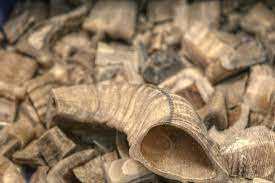 Corne de Ram Shofar Corne à usage religieux juif Cornes de Ram Shofar de meilleure qualité - Product Image 3