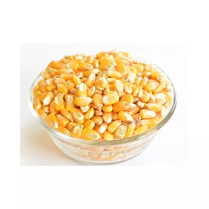 ข้าวโพดจีเอ็มโอข้าวโพดสีเหลืองตากแห้ง - Product Image 5