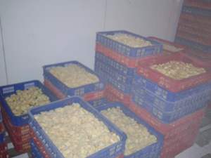 ส่งออกขนุนแช่แข็งคุณภาพสูง ทั้งแบบสุกและดิบ ทั้งแบบทั้งลูกหรือเนื้อเท่านั้น ผลไม้เมืองร้อนจากเวียดนามโดยผู้ค้าส่ง - Product Image 3