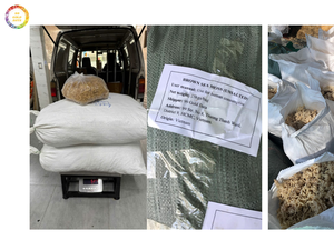 Algas marinas secas naturales amarillas y blancas SEAMOSS EUCHEUMA COTTONII Gold Data de Vietnam al mejor precio - Product Image 4