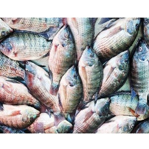 Proveedor Global de Tilapia Congelada / Suministro de Pescado a Granel a Precios Competitivos - Product Image 2