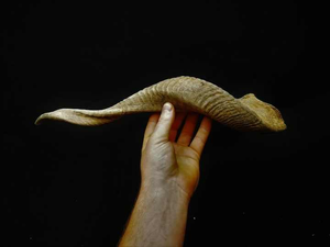 Shofar en corne de koudou naturelle de haute qualité, taille personnalisée, écologique, poli, pour usage religieux juif, objet d'art, collection, décoration intérieure - Product Image 2