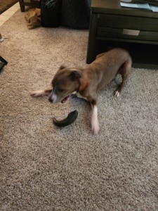 ธรรมชาติอาหารสัตว์เลี้ยงสำหรับสุนัขควายเขาเคี้ยวของเล่นสัตว์เลี้ยงควายสุนัขเคี้ยวแตรปรับแต่งได้ - Product Image 2